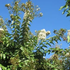Lagerstroemia Halfstam (Lagerstroemia Indica 'Burgundy Cotton') -Essentie Groen Verkoop img 4003