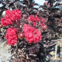 Lagerstroemia Als Halfstam (Lagerstroemia 'Black Diamond Best Red') -Essentie Groen Verkoop img 4241