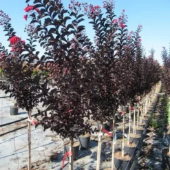 Lagerstroemia Als Halfstam (Lagerstroemia 'Black Diamond Best Red') -Essentie Groen Verkoop img 4245