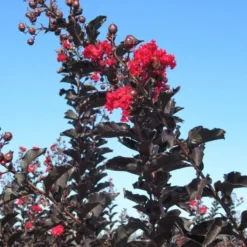 Lagerstroemia Als Halfstam (Lagerstroemia 'Black Diamond Best Red') -Essentie Groen Verkoop img 4246