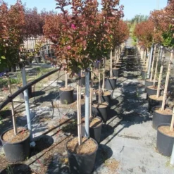 Lagerstroemia Als Halfstam (Lagerstroemia Indica 'Berry Dazzle') -Essentie Groen Verkoop img 4250