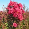 Rode Lagerstroemia Als Boom (Lagerstroemia Indica) -Essentie Groen Verkoop img 4257