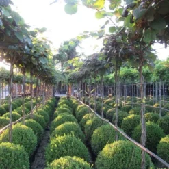 Kiwiplant Als Dakboom (Actinidia Chinensis) -Essentie Groen Verkoop img 4340