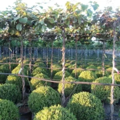 Kiwiplant Als Dakboom (Actinidia Chinensis) -Essentie Groen Verkoop img 4341