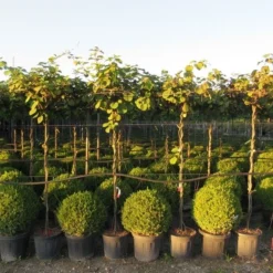 Kiwiplant Als Dakboom (Actinidia Chinensis) -Essentie Groen Verkoop img 4342