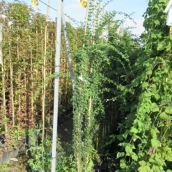 Jasmijn (Jasminum Officinale) -Essentie Groen Verkoop jasminum officinale 175 200 1