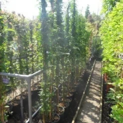 Jasmijn (Jasminum Officinale) -Essentie Groen Verkoop jasminum officinale 175 200 c10