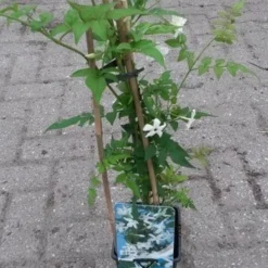 Jasmijn (Jasminum Officinale) -Essentie Groen Verkoop jasminum officinale 1