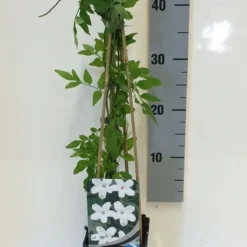 Jasmijn (Jasminum Officinale) -Essentie Groen Verkoop jasminum officinalis 50 60 c2 1