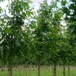 Grote Walnoot (Juglans Regia) -Essentie Groen Verkoop juglans regia s 18 20 1