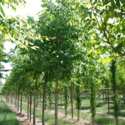 Grote Walnoot (Juglans Regia) -Essentie Groen Verkoop juglans regia s 20 25 1