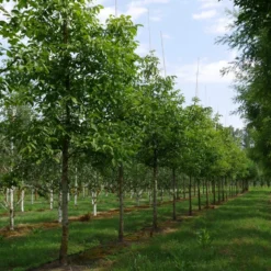 Grote Walnoot (Juglans Regia) -Essentie Groen Verkoop juglans regia s 30 35 1