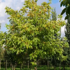 Grote Walnoot (Juglans Regia) -Essentie Groen Verkoop juglans regia s 35 40 1