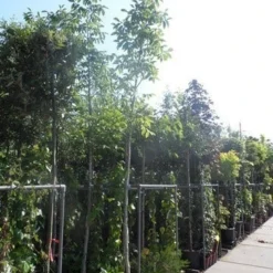 Walnotenboom (Juglans Regia) -Essentie Groen Verkoop juglans regia 10 12 14ho cont