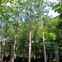 Walnotenboom (Juglans Regia) -Essentie Groen Verkoop juglans regia 20 25ho c160 extra