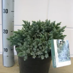 Jeneverbes (Juniperus Squamata 'Blue Star') -Essentie Groen Verkoop juniperus blue star c3 november