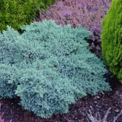 Jeneverbes (Juniperus Squamata 'Blue Star') -Essentie Groen Verkoop juniperus squamata blue star