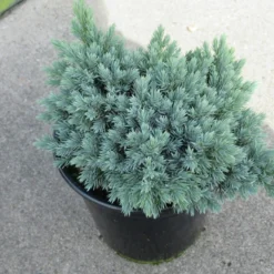 Jeneverbes (Juniperus Squamata 'Blue Star') -Essentie Groen Verkoop juniperus squamata blue star 1