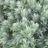 Jeneverbes (Juniperus Squamata 'Blue Star') -Essentie Groen Verkoop juniperus squamata blue star 2