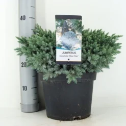 Jeneverbes (Juniperus Squamata 'Blue Star') -Essentie Groen Verkoop juniperus squamata blue star c5 m