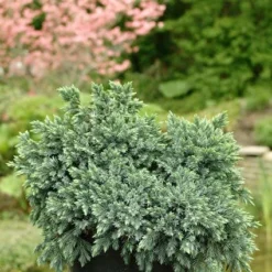 Jeneverbes (Juniperus Squamata 'Blue Star') -Essentie Groen Verkoop jusbstar 2