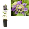 Bosrank (Clematis ‘Taiga’) -Essentie Groen Verkoop k303.40855 clematis florida taiga pbr light s pot