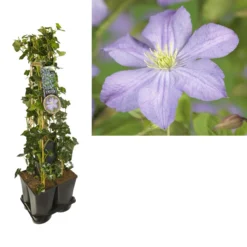 Hedera-Clematis Mix Haag (Prince Charles)