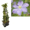 Hedera-Clematis Mix Haag (Prince Charles) -Essentie Groen Verkoop k390.99122 clematis prince charles 1m privacy 3