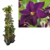 Hedera-Clematis Mix Haag (Romantika) -Essentie Groen Verkoop k390.99123 clematis romantika 1m privacy 3