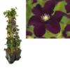 Hedera-Clematis Mix Haag (Warszawska Nike) -Essentie Groen Verkoop k390.99124 clematis warszawska nike 1m privacy 3