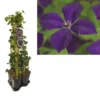 Hedera-Clematis Mix Haag (Polish Spirit) -Essentie Groen Verkoop k390.99132 clematis vit. polish spirit 1m privacy 1