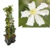 Hedera-Clematis Mix Haag (Paul Farges) -Essentie Groen Verkoop k390.99133 clematis paul farges 1m privacy 1