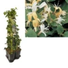 Hedera-Kamperfoelie Mix Haag (Hall's Prolific) -Essentie Groen Verkoop k390.99134 lonicera j. hall s prolific 1m privacy 1