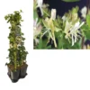 Hedera-Kamperfoelie Mix Haag (Belgica Select) -Essentie Groen Verkoop k390.99136 lonicera per. belgica select 1m privacy 2