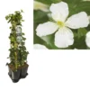 Hedera-Clematis Mix Haag (grandiflora) -Essentie Groen Verkoop k390.99141 clematis montana grandiflora 1m privacy 1 3