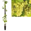 Pitloze Witte Druif (Vitis Vinifera 'Millenium') -Essentie Groen Verkoop k501.98365 vitis vinifera millenium long strong