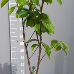 Kaki (Diospyros Kaki) -Essentie Groen Verkoop kakihalfstam01 1