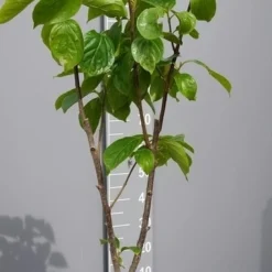 Kaki (Diospyros Kaki) -Essentie Groen Verkoop kakihalfstam02 1