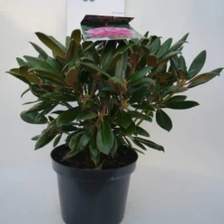Dwergrhododendron (Rhododendron 'Kalinka') -Essentie Groen Verkoop kalinka c4 voor