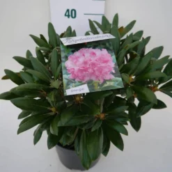 Dwergrhododendron (Rhododendron 'Kalinka') -Essentie Groen Verkoop kalinka c4 zij