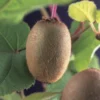 Kiwiplant Actinidia Chinensis 'Solissimo' -Essentie Groen Verkoop kiwiplant 1