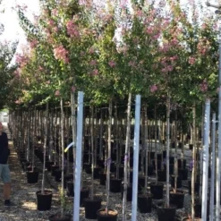 Roze Lagerstroemia Als Boom (Lagerstroemia Indica) -Essentie Groen Verkoop lagerstreomia rosea 6 8 1