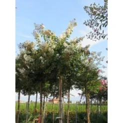 Witte Lagerstroemia Als Boom (Lagerstroemia Indica) -Essentie Groen Verkoop lagerstroemia indica boom wit01