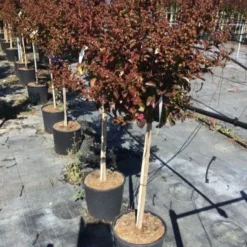Lagerstroemia Als Halfstam (Lagerstroemia Indica 'Berry Dazzle') -Essentie Groen Verkoop lagerstroemia black dazzle halfstam