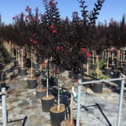 Lagerstroemia Als Halfstam (Lagerstroemia 'Black Diamond Best Red') -Essentie Groen Verkoop lagerstroemia black diamond halfstam