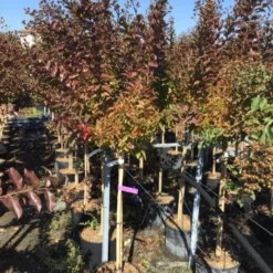 Lagerstroemia Halfstam (Lagerstroemia Indica 'Burgundy Cotton') -Essentie Groen Verkoop lagerstroemia burgundy cotton halfstam