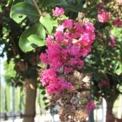 Roze Lagerstroemia Als Boom (Lagerstroemia Indica) -Essentie Groen Verkoop lagerstroemia indica roze 11