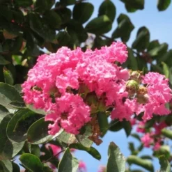 Roze Lagerstroemia Als Boom (Lagerstroemia Indica) -Essentie Groen Verkoop lagerstroemia indica roze 3
