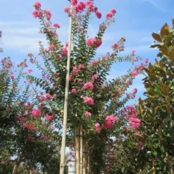 Roze Lagerstroemia Als Boom (Lagerstroemia Indica) -Essentie Groen Verkoop lagerstroemia indica roze 4