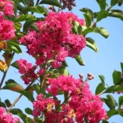 Roze Lagerstroemia Als Boom (Lagerstroemia Indica) -Essentie Groen Verkoop lagerstroemia indica roze 6